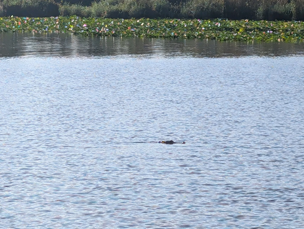 Hiking with the cypress