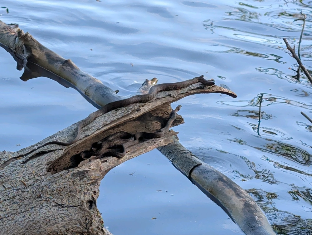 Hiking with the cypress