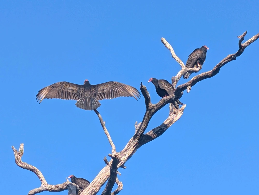 Hiking with the cypress