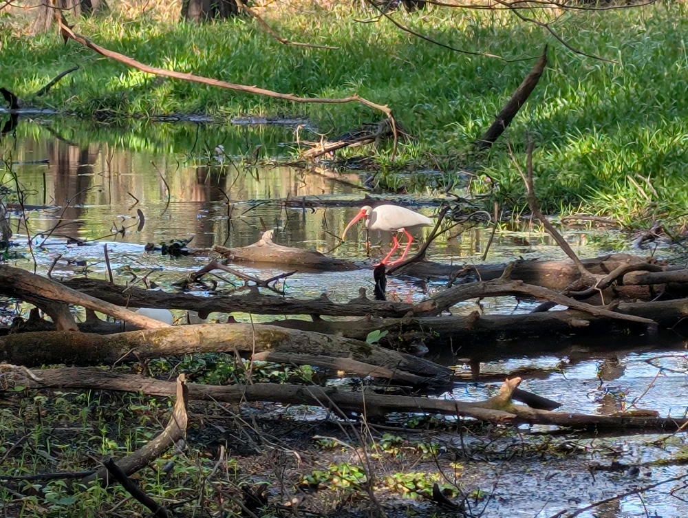 Hiking with the cypress