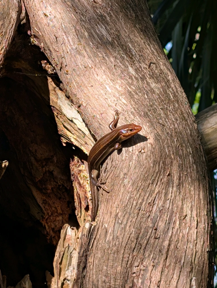 Hiking with the cypress