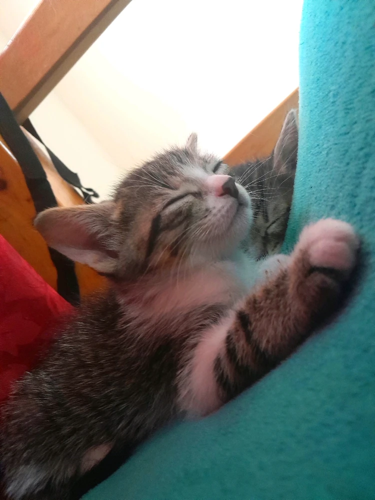 Imagen subida por Carlos