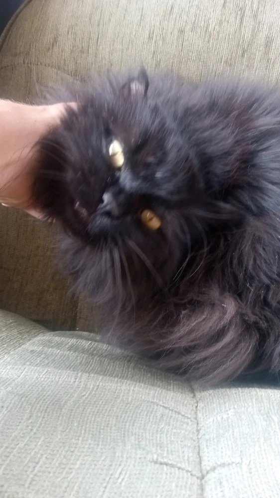 GIF uploaded by Cassius
