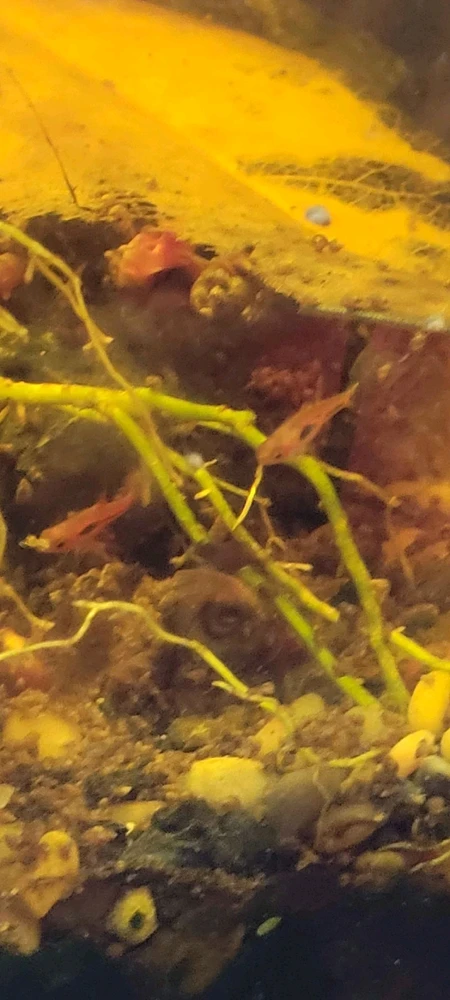 Image uploaded by Cassius