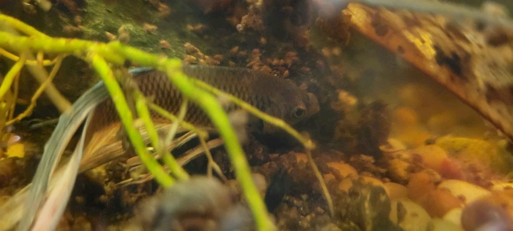 Image uploaded by Cassius