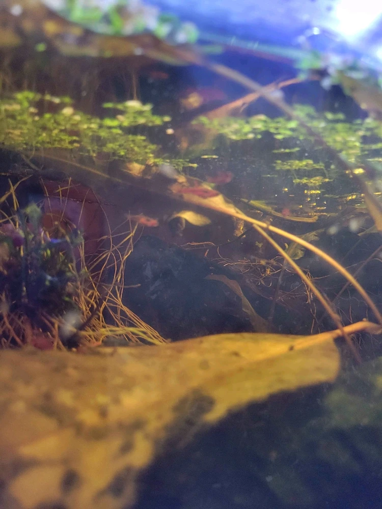 Image uploaded by Cassius