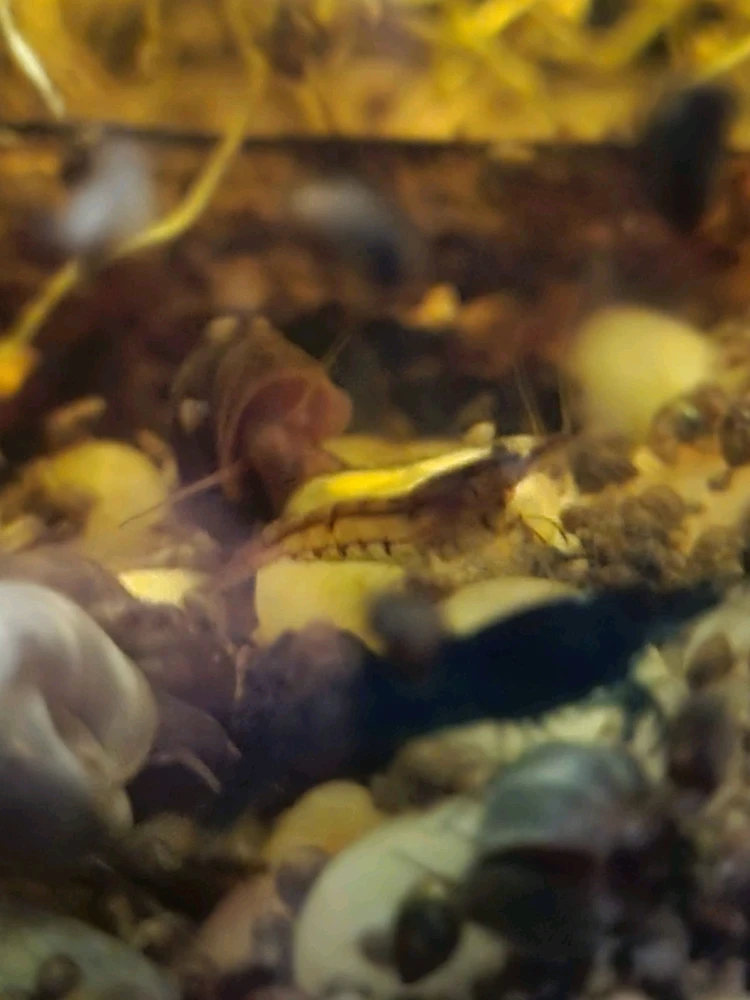 Image uploaded by Cassius