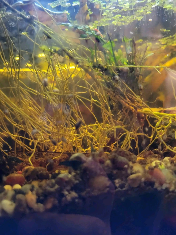 Image uploaded by Cassius