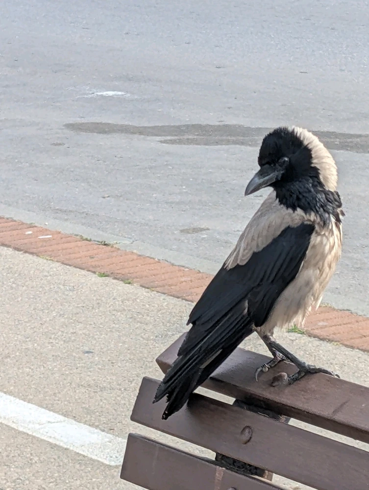 Crow as you go
