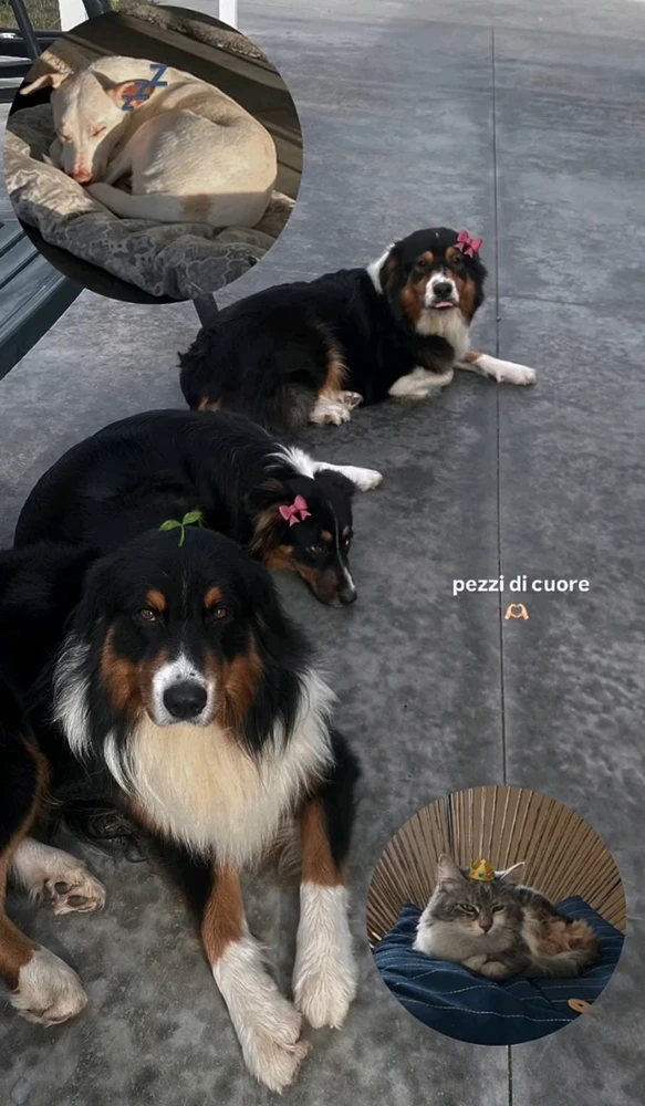 GIF caricata da aurora