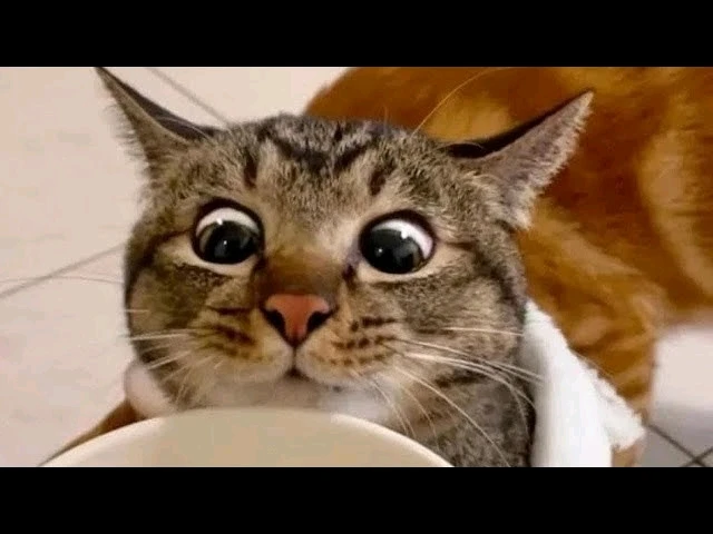 GIF uploaded by Hassan