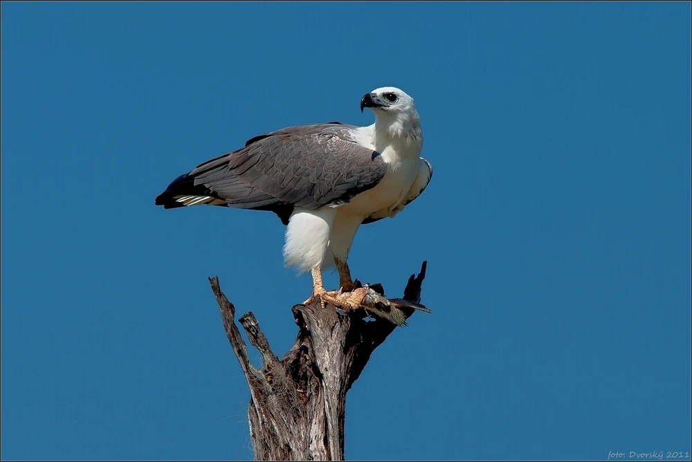 Fotku nahral/-a Dušan