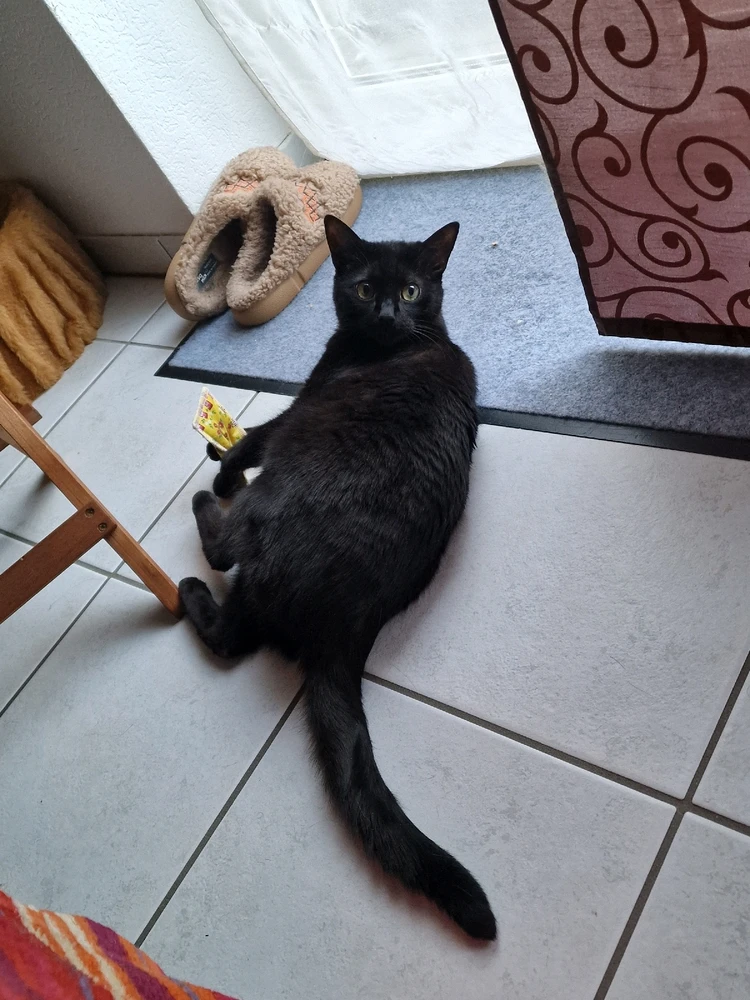 GIF hochgeladen von Stephanie Angelika