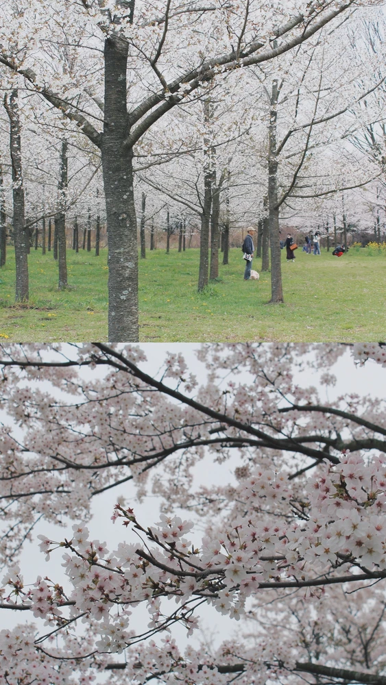 Image uploaded by Haru