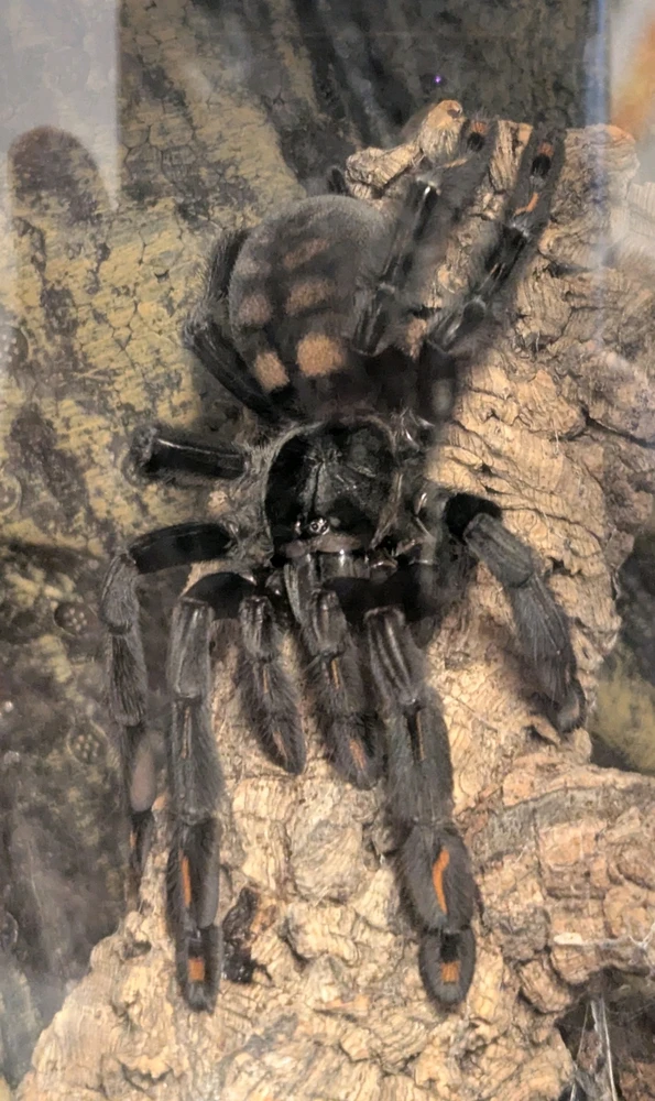 GIF uploaded by Sebi