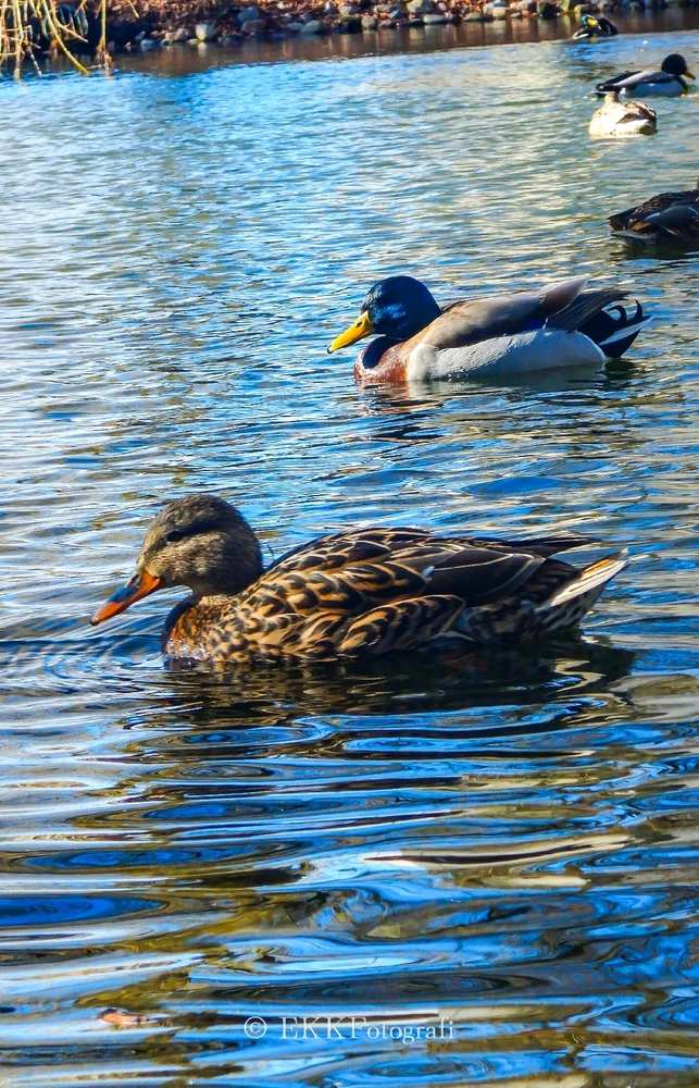 Image uploaded by Ksenija Krantz