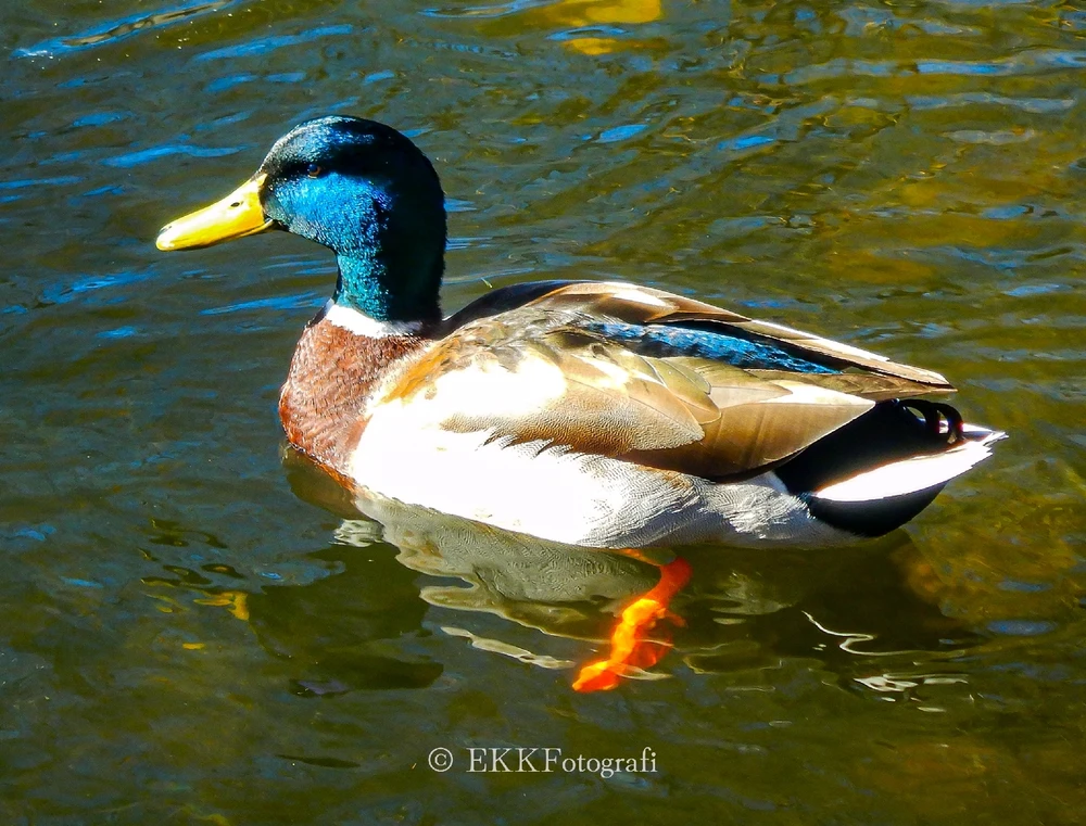 Image uploaded by Ksenija Krantz