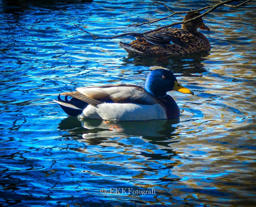 Image uploaded by Ksenija Krantz