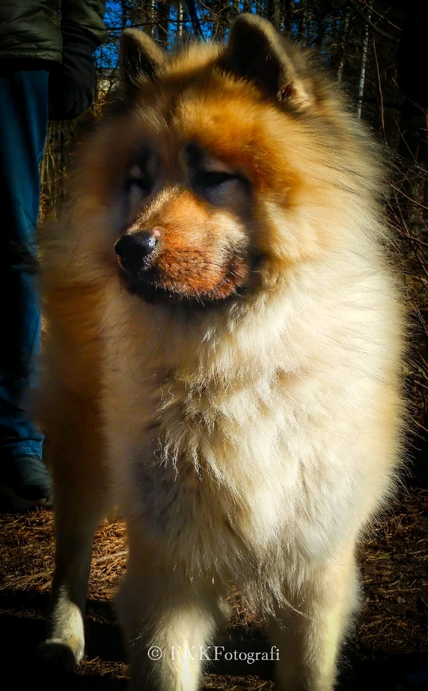 Image uploaded by Ksenija Krantz