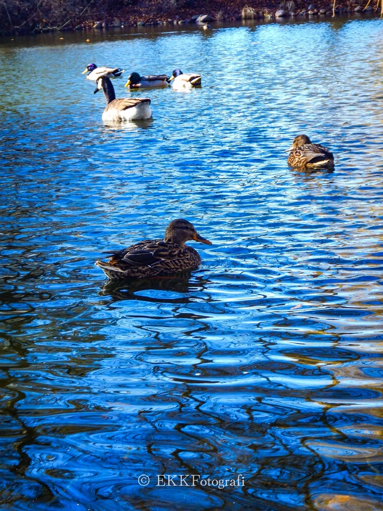 Image uploaded by Ksenija Krantz