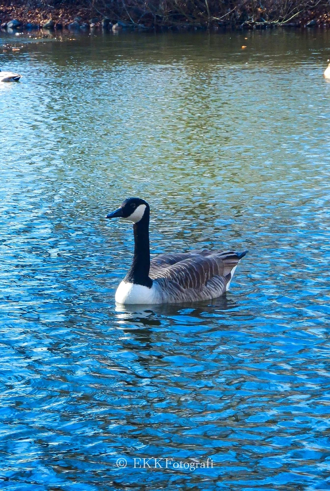 Image uploaded by Ksenija Krantz