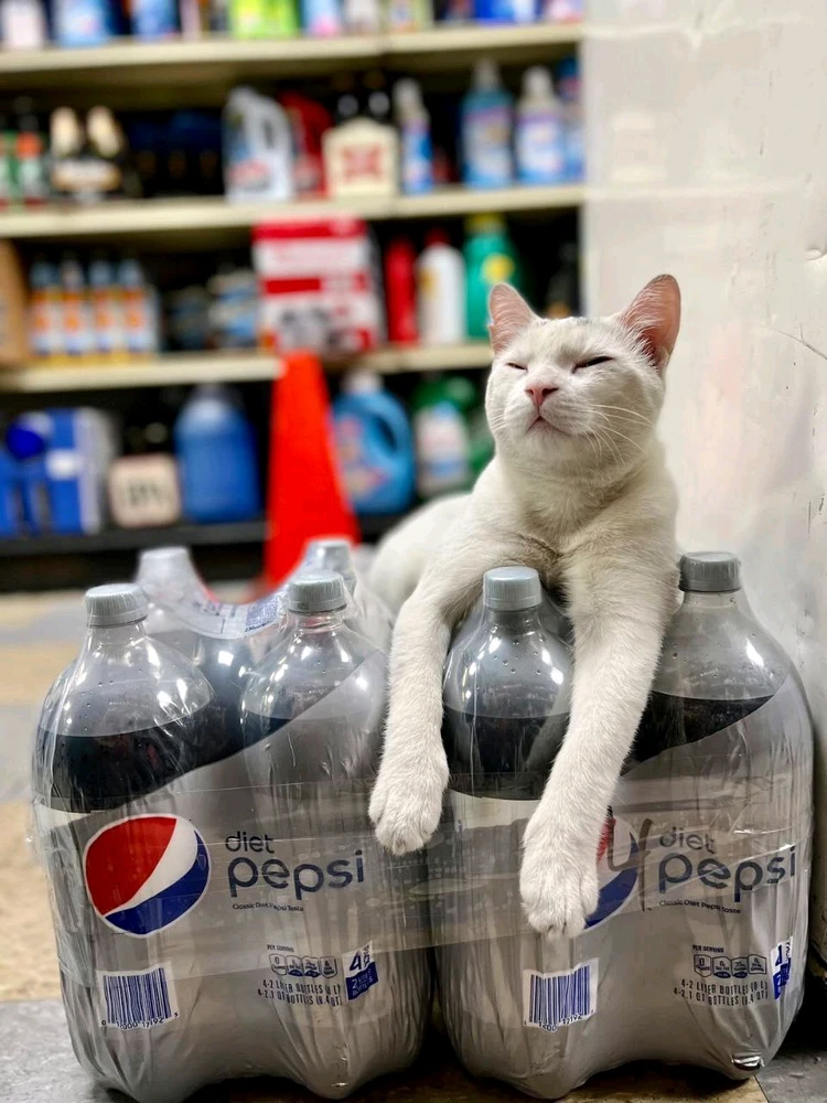 bellissimo gatto! mi sono innamorato