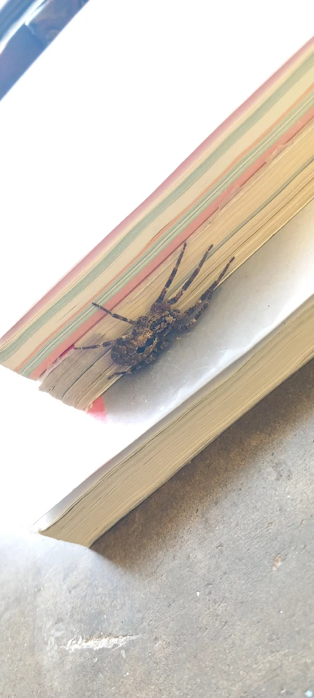 Ti osserverei 24h 🤣