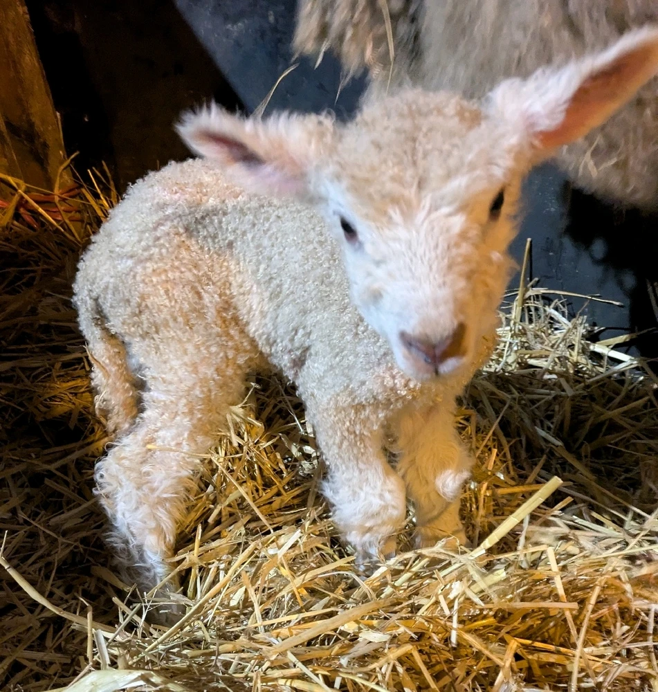 Gambar diunggah dening Alice