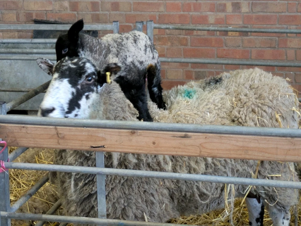 Gambar diunggah dening Alice