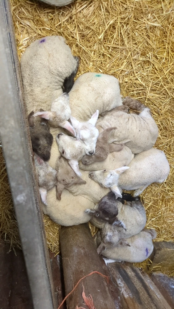 Gambar diunggah dening Alice