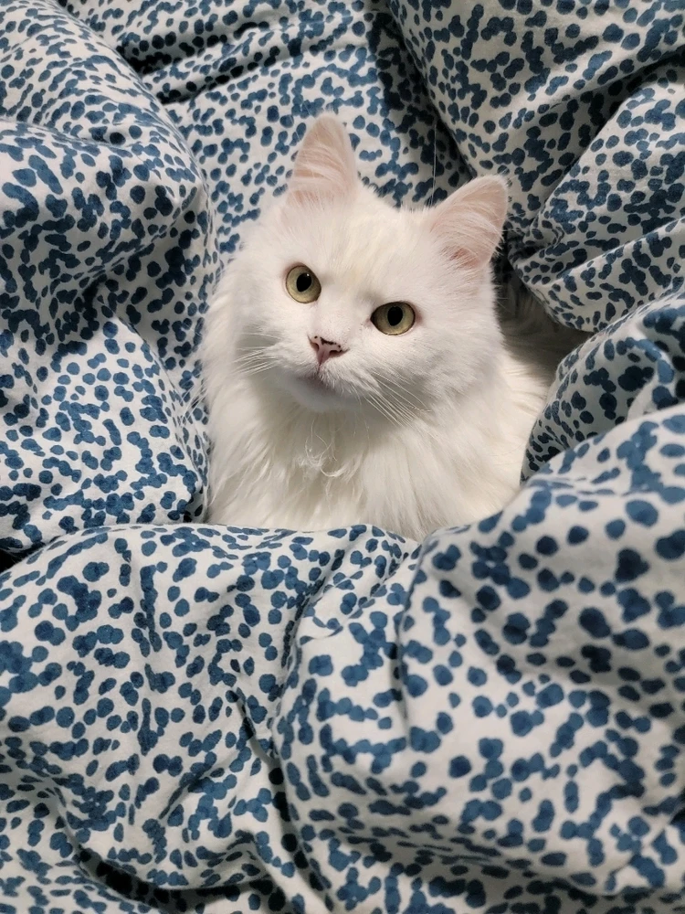 GIF uploaded by AvaMorie