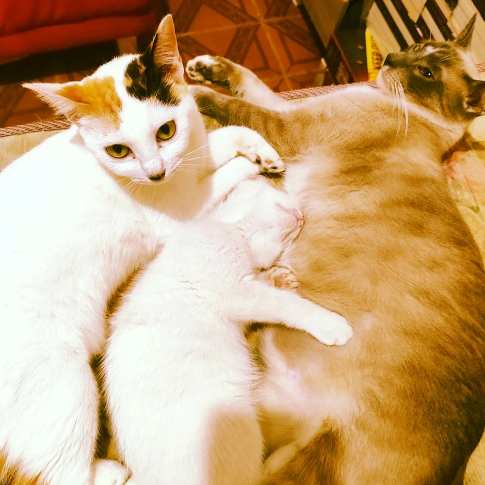 GIF enviado por Georgelis