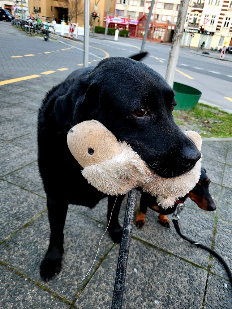 GIF hochgeladen von Hagalaz