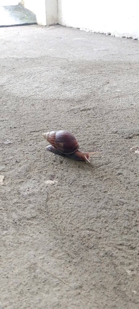 snail.