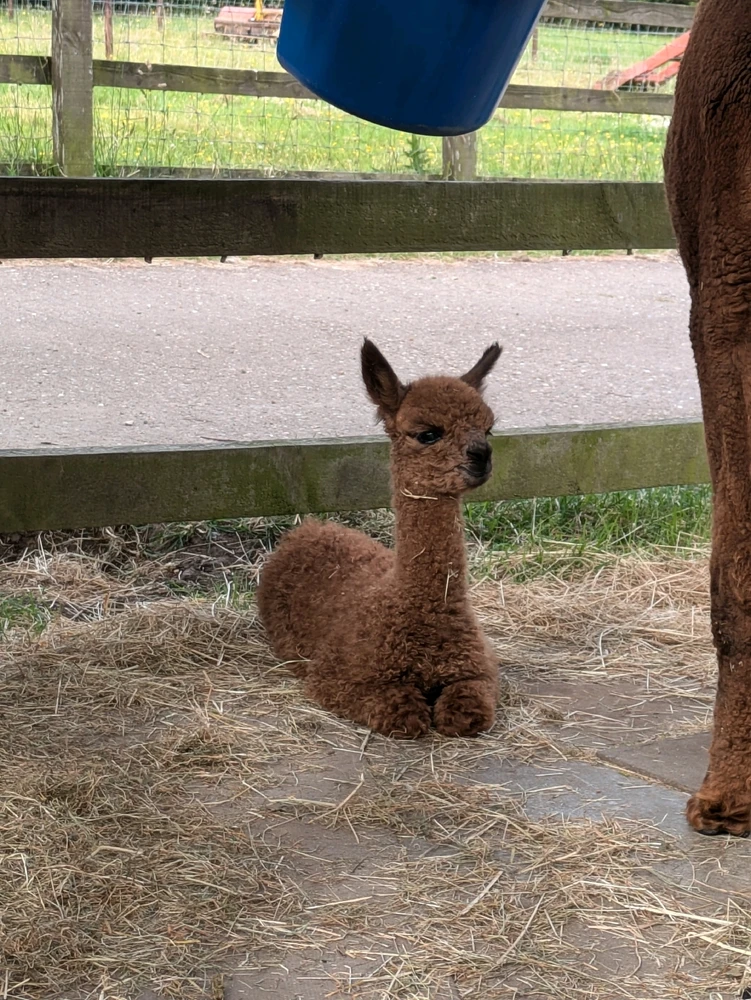 Image uploaded by Alice