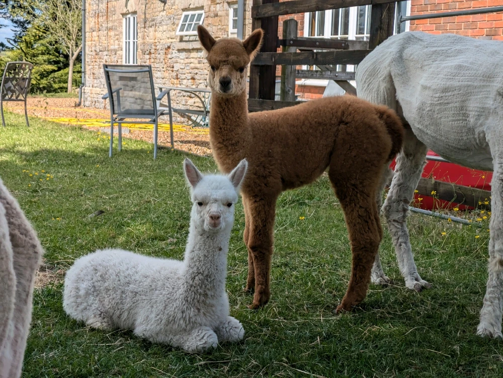 Image uploaded by Alice