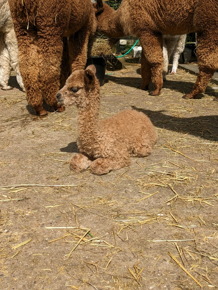 Image uploaded by Alice