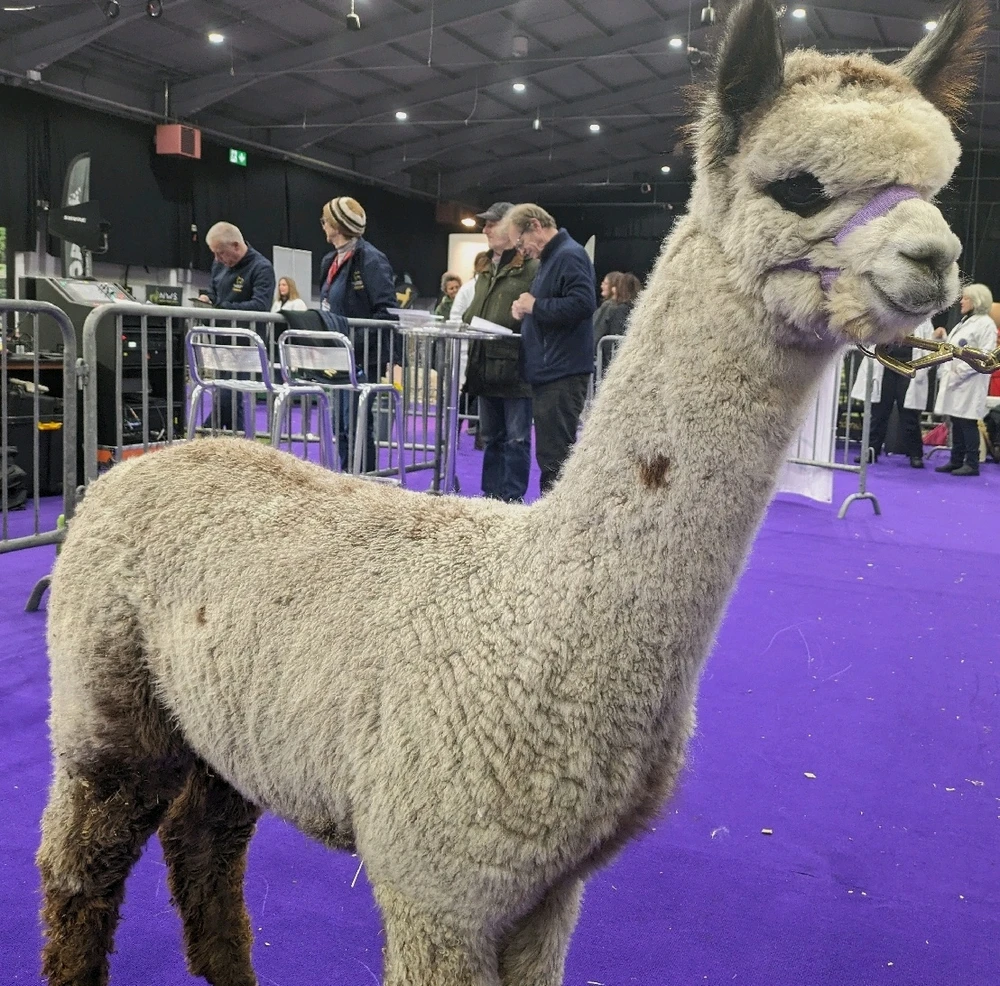 Image uploaded by Alice