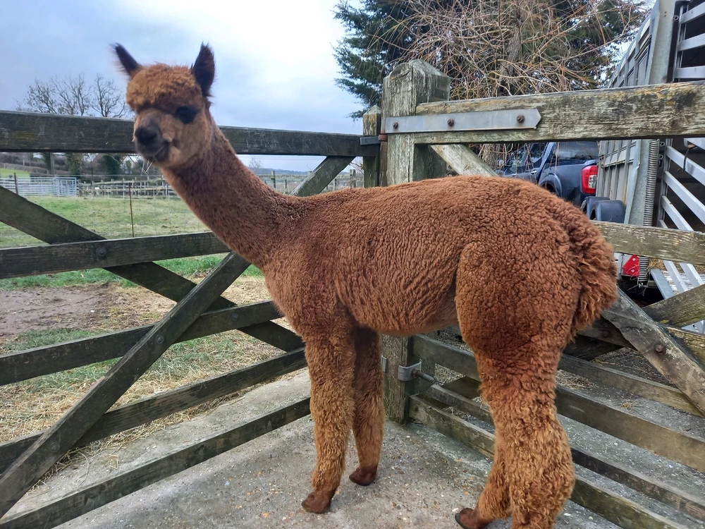 Image uploaded by Alice