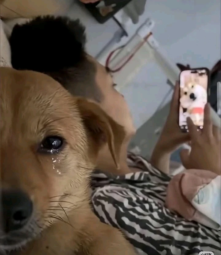 GIF uploaded by Rodrigo