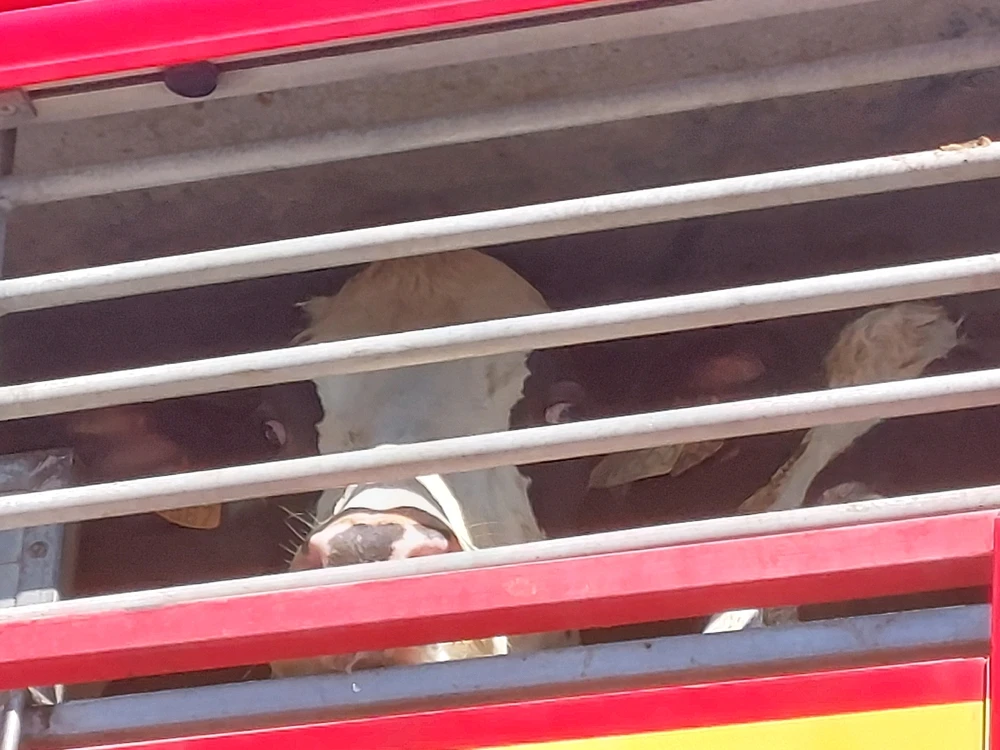 Immagine caricata da Simo