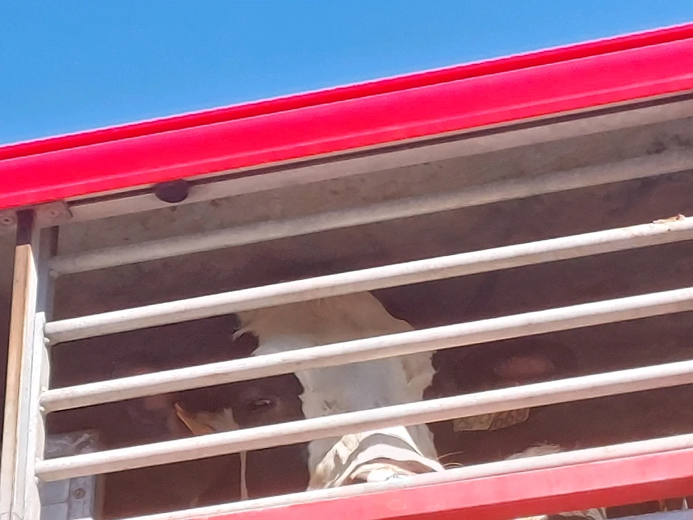 Immagine caricata da Simo