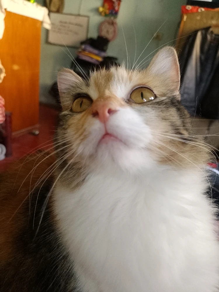 Imagen subida por Kenay