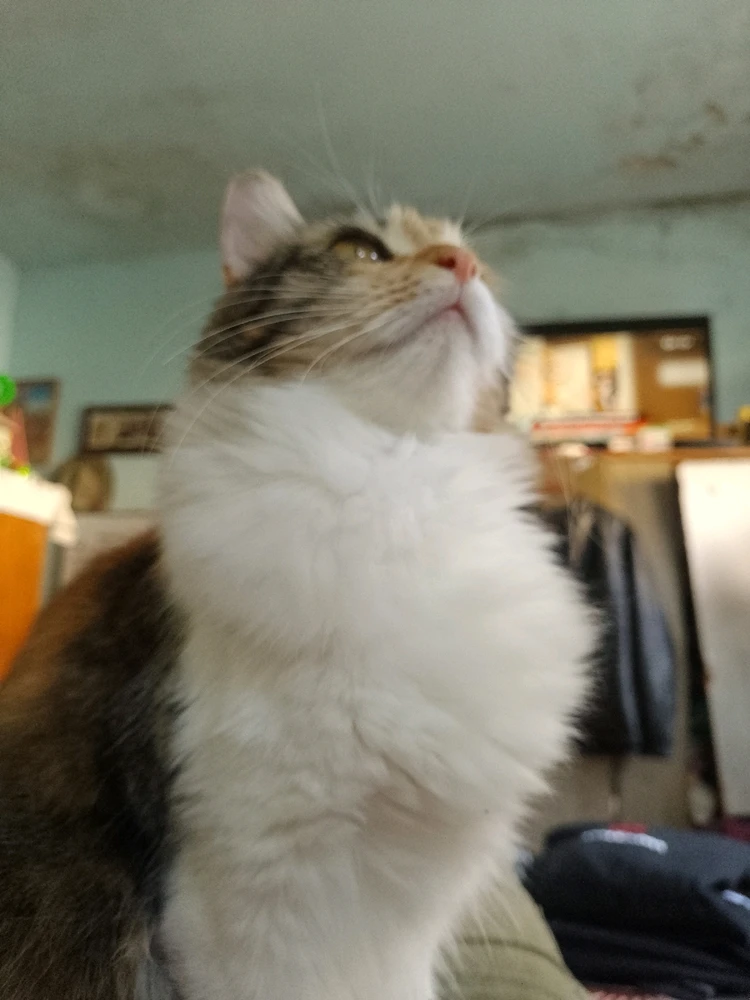 Imagen subida por Kenay