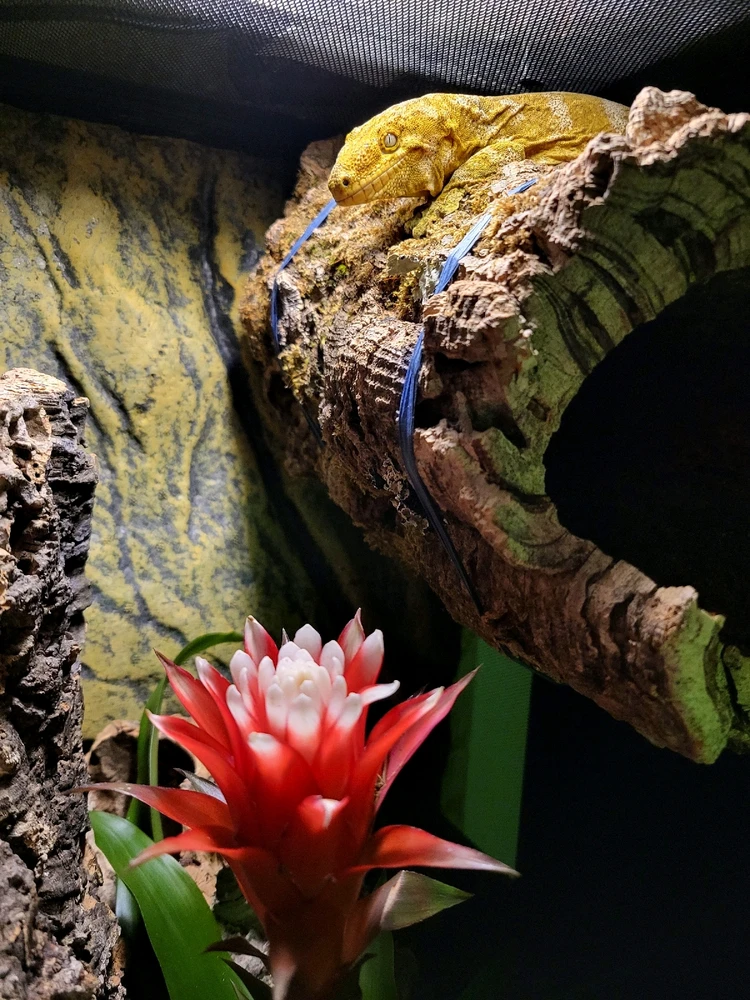 Bild hochgeladen von Hagalaz