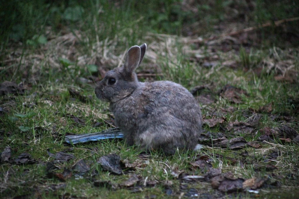 Local wildlife at my campsite in Old Valdez.