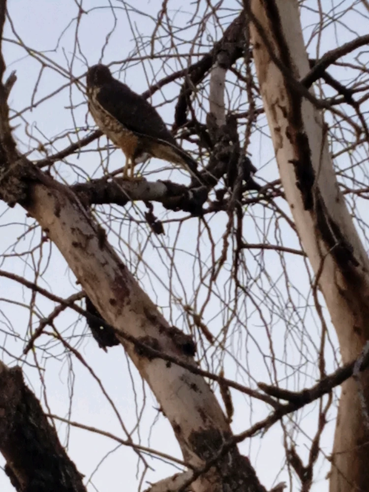 Enquanto eu caminhava avistei essa formosa criatura