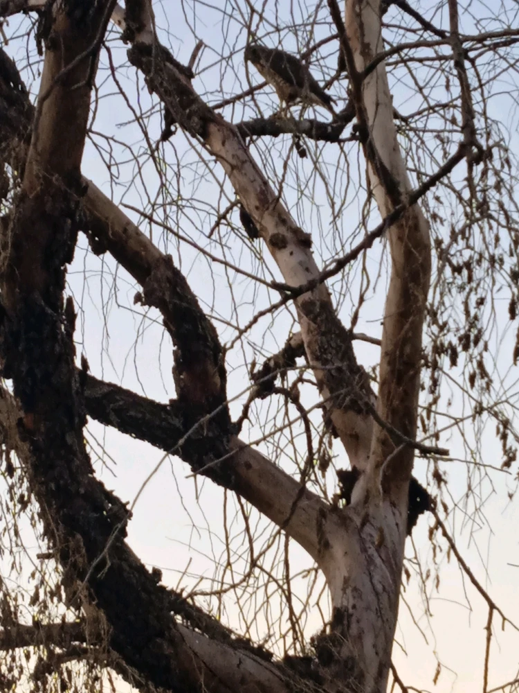 Enquanto eu caminhava avistei essa formosa criatura