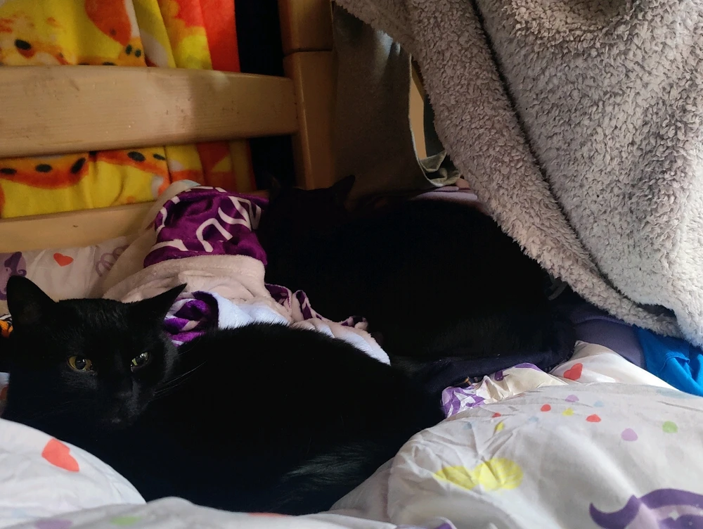 Image uploaded by Buffyhowe