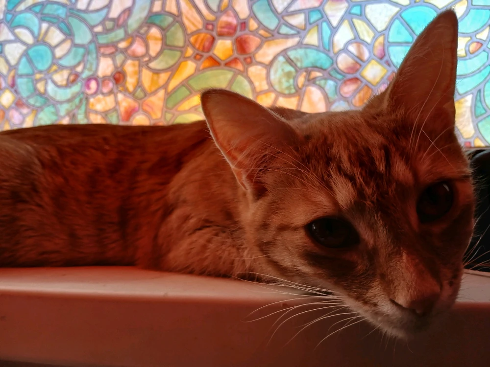 GIF uploaded by Cat-a-strophe